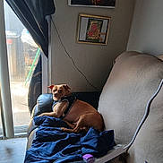Larry Gray joined the competition — help win amazing prizes! dog, couch, blanket, indoor, harness, window, curtain, artwork, wall, floor, natural_light, pet, looking_back, furniture, household_items, plastic_bag, relaxing, domestic, room, canine