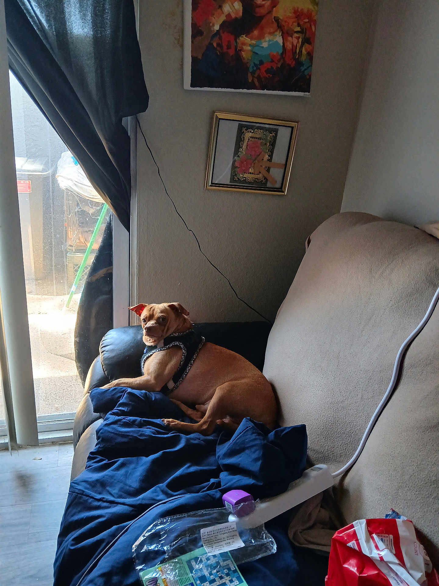 Larry Gray joined the competition — help win amazing prizes! dog, couch, blanket, indoor, harness, window, curtain, artwork, wall, floor, natural_light, pet, looking_back, furniture, household_items, plastic_bag, relaxing, domestic, room, canine