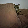 cat, tabby_cat, pet, animal, feline, face, eyes, ears, whiskers, peeking, hiding, blanket, bedding, couch, cushion, indoors, home, gray_fur, relaxed, portrait