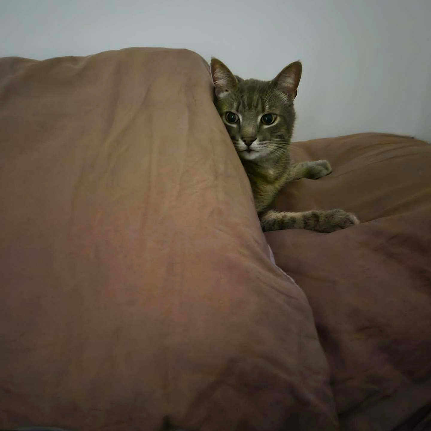 Grisouille a rejoint le concours — aidez-le/la à gagner de superbes lots ! cat, tabby_cat, pet, animal, feline, face, eyes, ears, whiskers, peeking, hiding, blanket, bedding, couch, cushion, indoors, home, gray_fur, relaxed, portrait