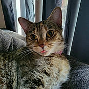 Lilith is registered to the contest to win money with this photo: animal, cat, close_up, couch, cozy, curtains, cute, domestic_animal, ears, feline, fur, indoor, mammal, pet, portrait, relaxed, resting, tabby, tongue_out, whiskers