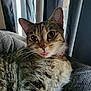 animal, cat, close_up, couch, cozy, curtains, cute, domestic_animal, ears, feline, fur, indoor, mammal, pet, portrait, relaxed, resting, tabby, tongue_out, whiskers
