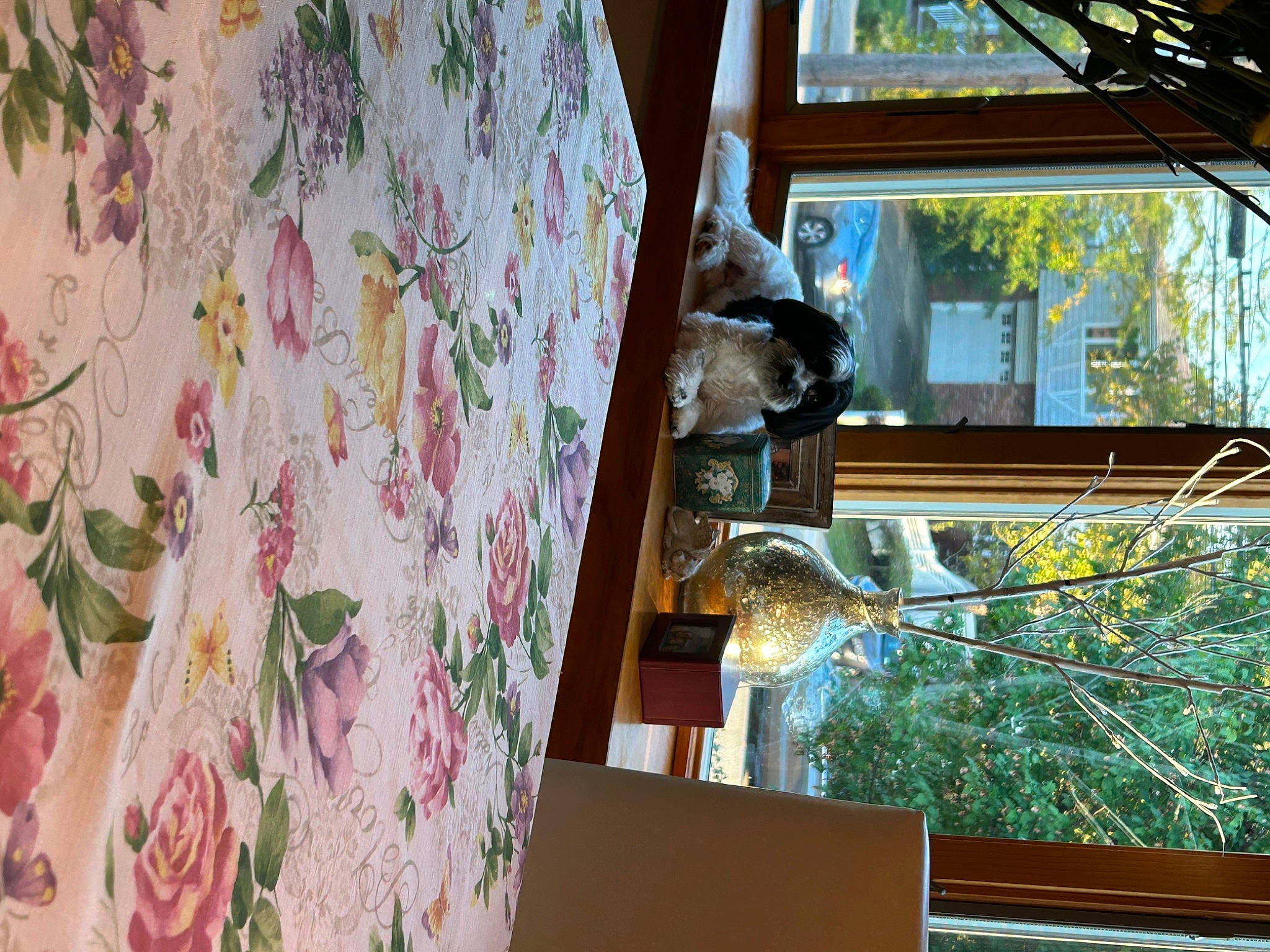 Maggie Mae joined the competition — help win amazing prizes! botany, branch, building, ceiling, curtain, flower, house, interior_design, leaf, linens, pattern, peach, petal, plant, purple, room, textile, tree, window, wood