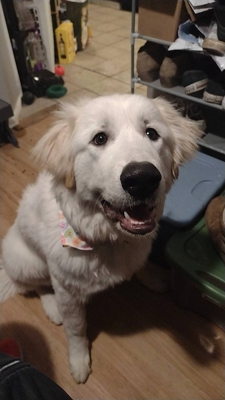 Cujo is registered to the contest to win money with this photo: canidae, carnivore, companion_dog, dog, dog_breed, fawn, flooring, fur, happy, livestock_guardian_dog, shout, snout, sporting_group, whiskers, working_animal, working_dog