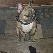 Jango is registered to the contest to win money with this photo: dog, french_bulldog, pet, indoor, kitchen, wooden_cabinets, floor_rug, collar, curious, sitting, floor, person, socks, pants, coffee_towel, patterned_rug, tile_floor, domestic, companion, animal