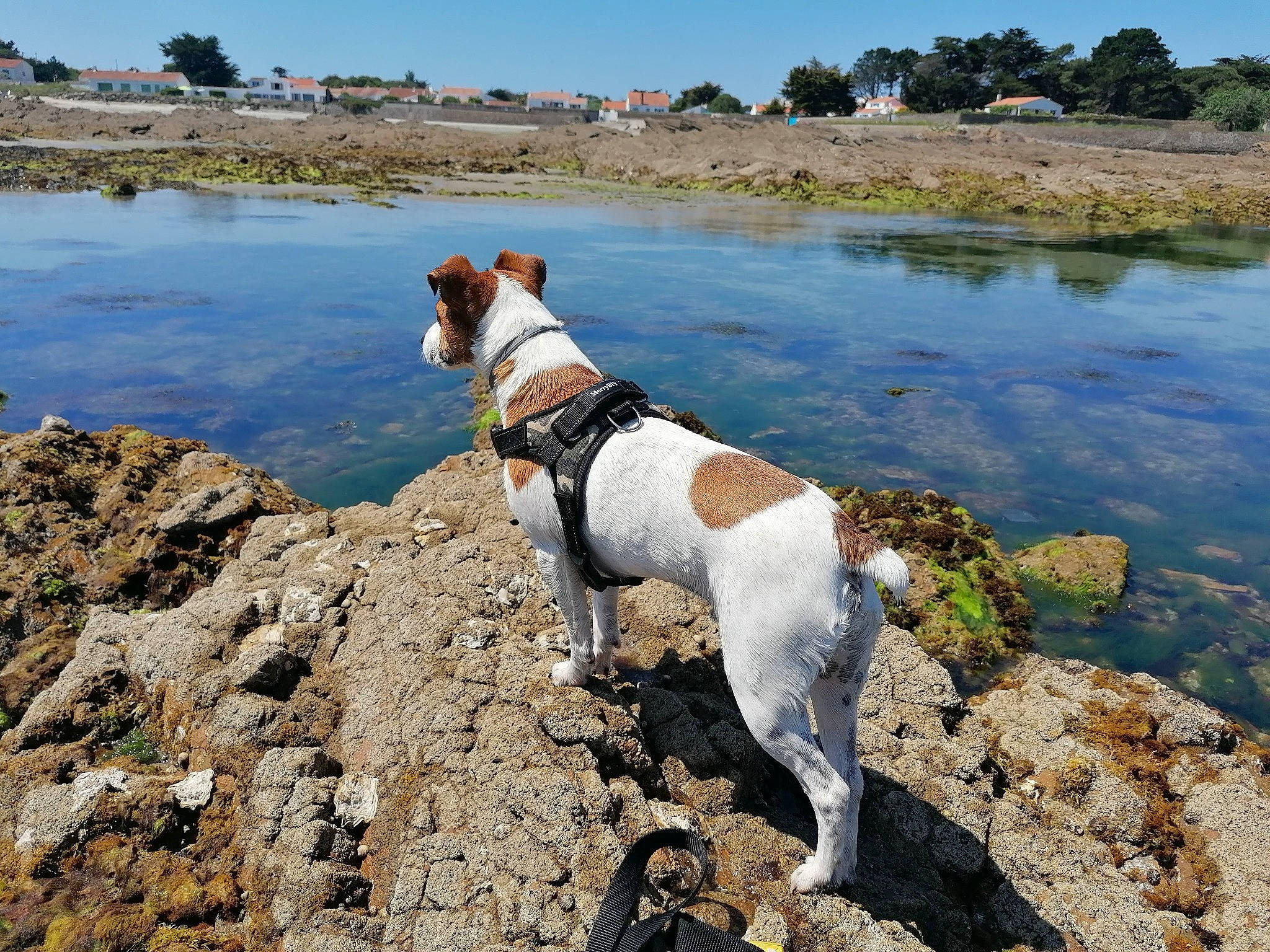 Pitch a rejoint le concours — aidez-le/la à gagner de superbes lots ! canidae, carnivore, collar, companion_dog, dog, dog_breed, dog_collar, dog_supply, fawn, lake, leash, ocean, plant, rock, sky, sporting_group, tail, tree, walking, water