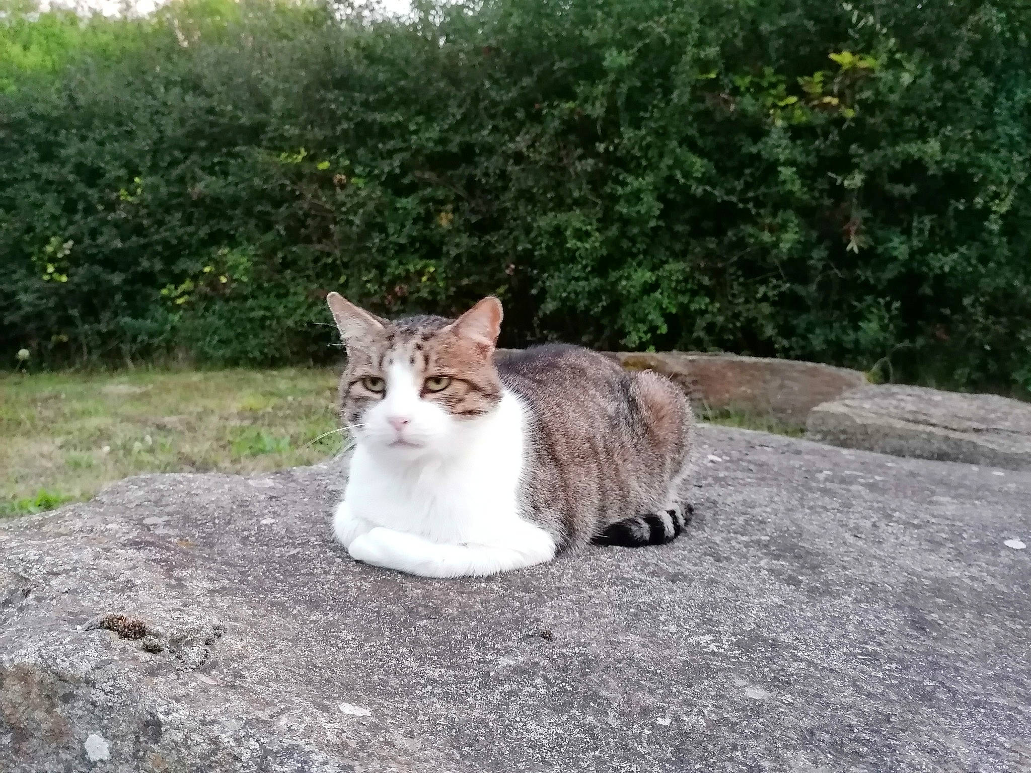 Gadget a rejoint le concours — aidez-le/la à gagner de superbes lots ! asphalt, carnivore, cat, domestic_short_haired_cat, fawn, felidae, fur, grass, paw, plant, road, road_surface, sitting, small_to_medium_sized_cats, snout, tail, terrestrial_animal, tree, whiskers, wildlife