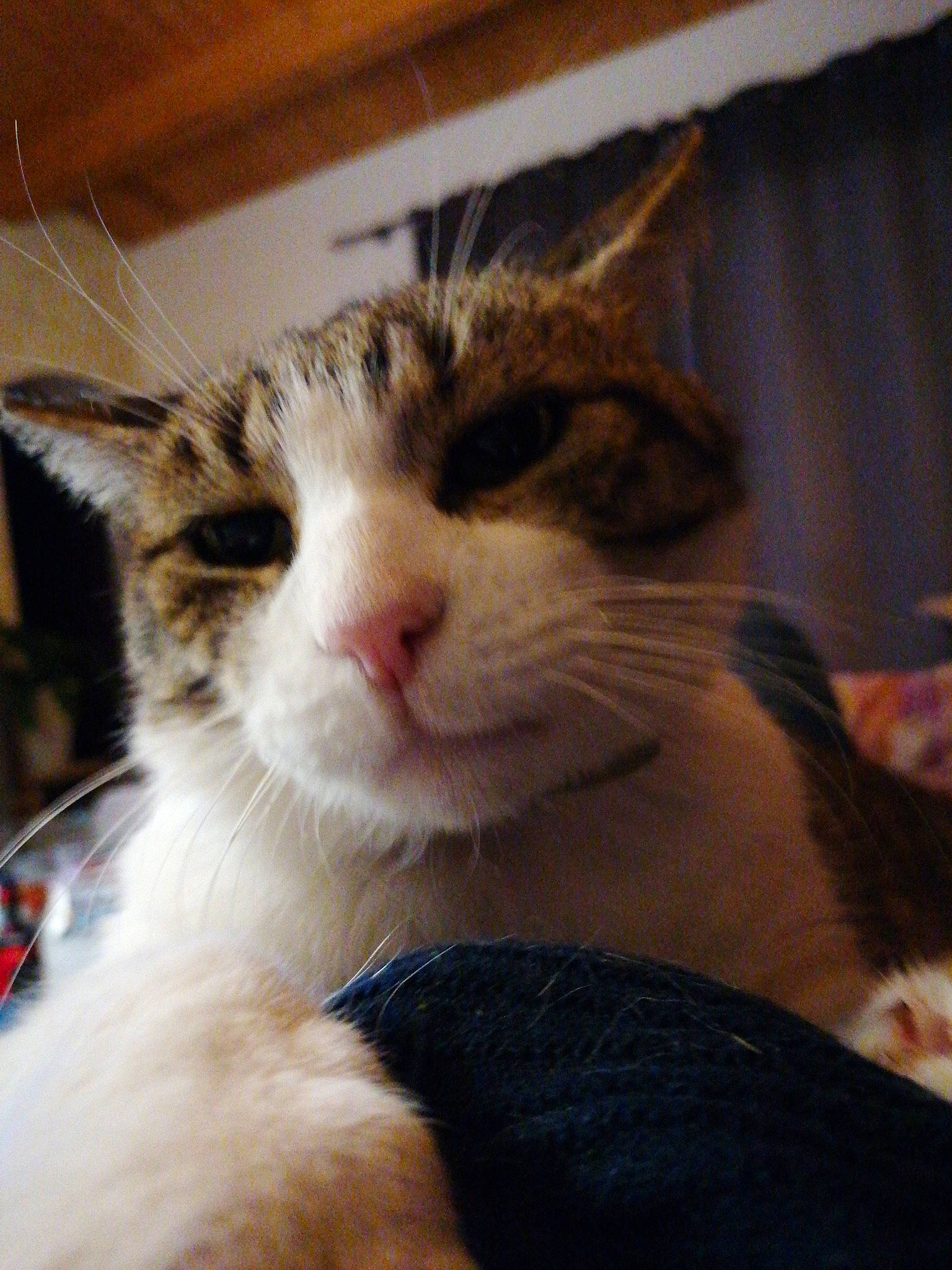 Gadget a rejoint le concours — aidez-le/la à gagner de superbes lots ! carnivore, cat, claw, comfort, curtain, domestic_short_haired_cat, eye, eyelash, felidae, fur, nap, paw, small_to_medium_sized_cats, whiskers, window