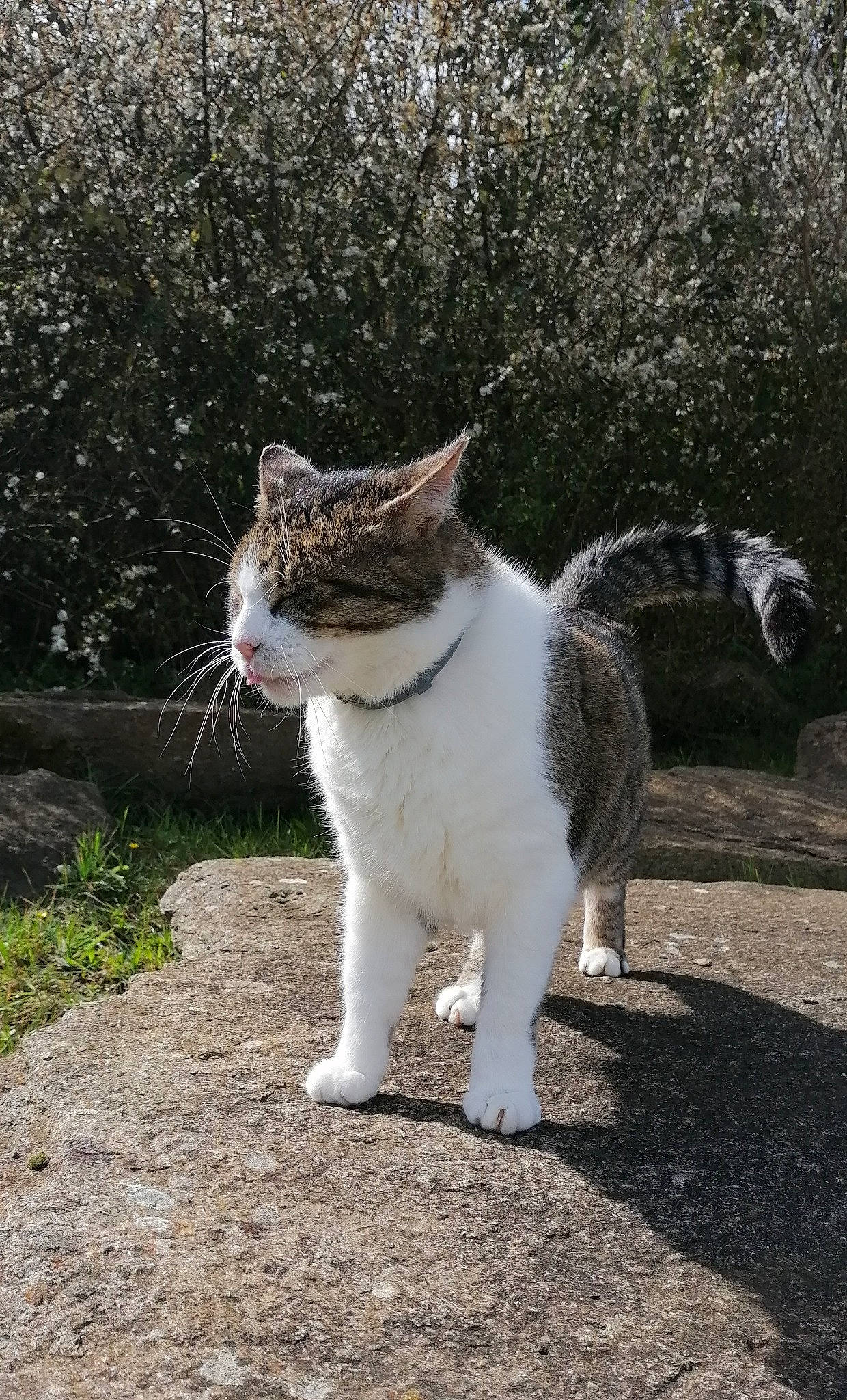 Gadget participe au concours pour gagner de l'argent avec cette photo : asphalt, carnivore, cat, domestic_short_haired_cat, eye, felidae, fur, grass, grey, mammal, monochrome_photography, plant, road, road_surface, small_to_medium_sized_cats, snout, tail, terrestrial_animal, tree, whiskers