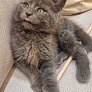 Simba is registered to the contest to win money with this photo: animal, closeup, cord, couch, cute, earbuds, ears, feline, fluffy, gray_cat, indoor, kitten, paw, pet, playful, relaxed, texture, tongue_out, whiskers, young_cat