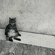 Artemis participe au concours pour gagner de l'argent avec cette photo : animal, belly, black_and_white, casual, cat, ears, feline, funny_pose, fur, indoor, paws, pet, relaxed, sitting, stone_bench, tabby_cat, texture, textured_wall, whiskers, wooden_floor