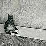 animal, belly, black_and_white, casual, cat, ears, feline, funny_pose, fur, indoor, paws, pet, relaxed, sitting, stone_bench, tabby_cat, texture, textured_wall, whiskers, wooden_floor
