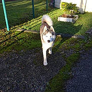 Lucky a rejoint le concours — aidez-le/la à gagner de superbes lots ! akita, akita_inu, alaskan_malamute, canidae, carnivore, companion_dog, dog, dog_breed, east_siberian_laika, mammal, siberian_husky, sidewalk, sporting_group, tail, thai_bangkaew_dog, vertebrate, working_dog