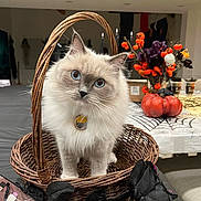 Willow joined the competition — help win amazing prizes! cat, ragdoll, fluffy, blue_eyes, wicker_basket, basket, pumpkin, halloween_decor, table, centerpiece, indoor, curious, pet_tag, collar, whiskers, long_hair, cute, decorations, autumn, portrait