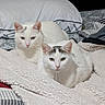 Curtis And Cardi is registered to the contest to win money with this photo: cat, cats, white_cat, pet, feline, animal, two_animals, green_eyes, pink_nose, whiskers, ears, fur, bed, blanket, bedding, pillow, bedroom, indoors, cozy, portrait