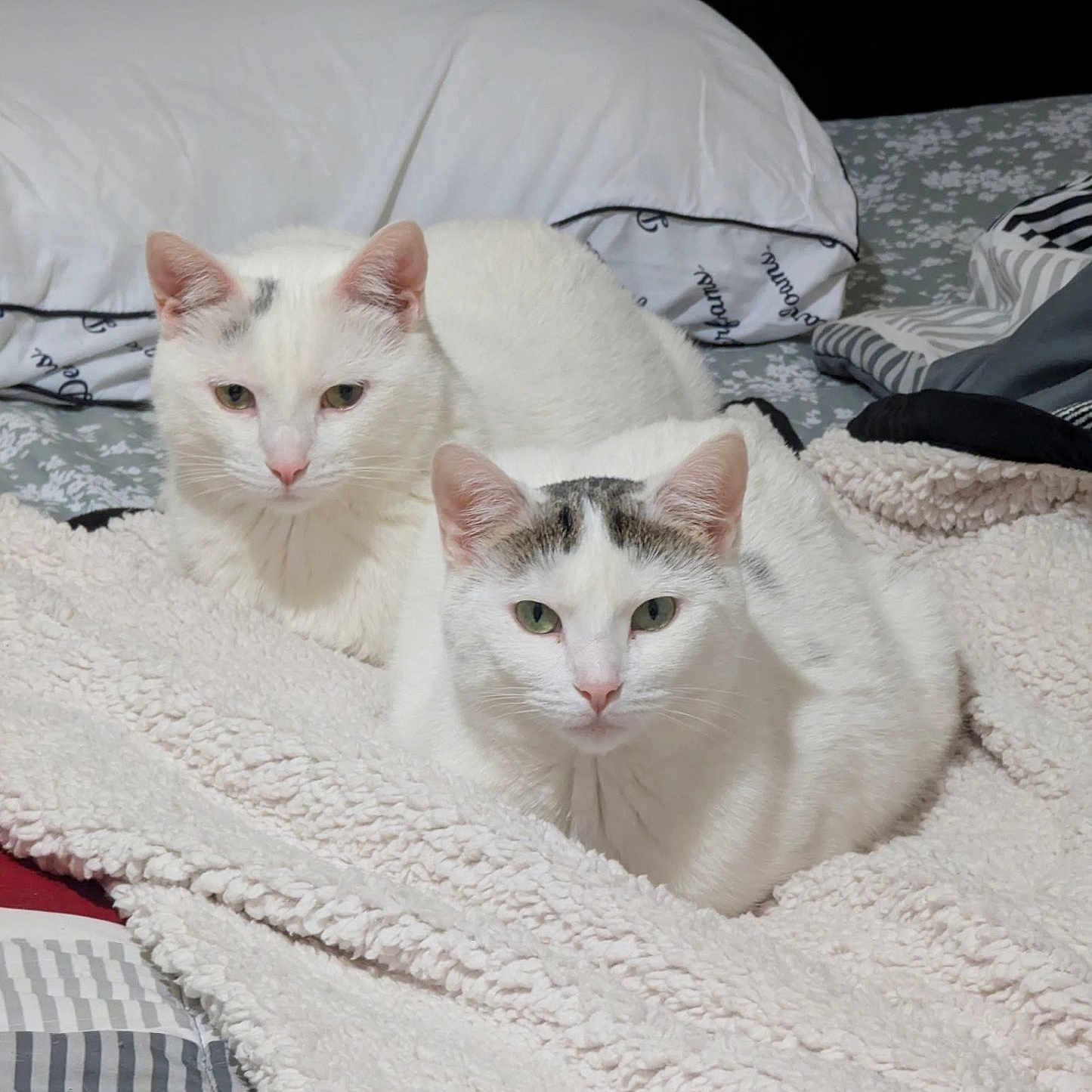 Curtis And Cardi is registered to the contest to win money with this photo: cat, cats, white_cat, pet, feline, animal, two_animals, green_eyes, pink_nose, whiskers, ears, fur, bed, blanket, bedding, pillow, bedroom, indoors, cozy, portrait