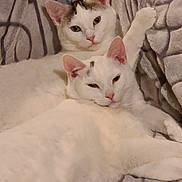 Curtis And Cardi joined the competition — help win amazing prizes! cat, cats, white_cat, kitten, pet, animal, feline, two_cats, raised_paw, sleepy, relaxed, bed, blanket, bedding, indoor, cozy, portrait, close_up, pink_ears, pink_nose