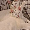 cat, cats, white_cat, kitten, pet, animal, feline, two_cats, raised_paw, sleepy, relaxed, bed, blanket, bedding, indoor, cozy, portrait, close_up, pink_ears, pink_nose
