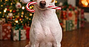 Joey Good Times joined the competition — help win amazing prizes! dog, santa_hat, candy_cane, christmas_tree, holiday, presents, fireplace, wooden_floor, decorations, festive, pet, indoor, cute, celebration, seasonal, animal, mammal, christmas_lights, holiday_spirit, warmth