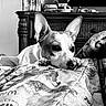 Joey Good Times is registered to the contest to win money with this photo: dog, animal, pet, indoors, blanket, resting, ears, wooden_furniture, detailed_texture, monochrome, black_and_white, portrait, cozy, domestic, cute, fur, sleepy, close_up, expression, relaxed