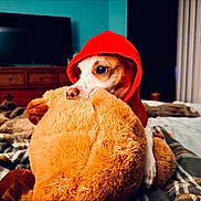 Joey Good Times joined the competition — help win amazing prizes! dog, hoodie, red_clothing, stuffed_animal, teddy_bear, bed, blanket, indoor, cute, pet, fur, cozy, comfort, animal, sleeping_area, plush, toy, domestic_animal, resting, warm