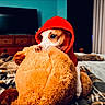 dog, hoodie, red_clothing, stuffed_animal, teddy_bear, bed, blanket, indoor, cute, pet, fur, cozy, comfort, animal, sleeping_area, plush, toy, domestic_animal, resting, warm