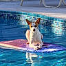 Joey Good Times is registered to the contest to win money with this photo: animal, backyard, blue, canine, chair, daytime, dog, ear, floating_mat, outdoor, pet, pool, reflection, relaxing, small_dog, summer, sunlight, surface, tile, water