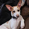 Joey Good Times is registered to the contest to win money with this photo: dog, couch, blanket, pet, animal, indoor, resting, brown, white, black, relaxed, collar, ears, paw, fur, closeup, portrait, comfort, household, cute