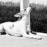 dog, animal, pet, outdoor, grass, concrete, black_and_white, relaxing, sunlight, canine, ear, snout, paw, lying_down, quiet, peaceful, nature, summer, shade, calm