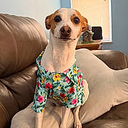 Joey Good Times joined the competition — help win amazing prizes! animal, attentive, beige_pillow, brown_leather_couch, canine, curtains, cute, dog, domestic_animal, floral_shirt, friendly, furniture, home, indoor, pet, pet_clothing, portrait, sitting, small_dog, window