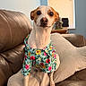 animal, attentive, beige_pillow, brown_leather_couch, canine, curtains, cute, dog, domestic_animal, floral_shirt, friendly, furniture, home, indoor, pet, pet_clothing, portrait, sitting, small_dog, window