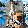 animal, backyard, chair, cute, dog, fabric, fence, mesh_chair, outdoor, pet, pet_clothing, playful, plush_toy, pool, relaxing, shirt, sky, summer, sunny, tree