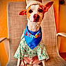 Joey Good Times joined the competition — help win amazing prizes! animal, bandana, birthday, canine, celebration, chair, clothing, costume, crown, cute, decor, dog, festive, happy, indoor, orange_background, pet, portrait, sitting, small_dog