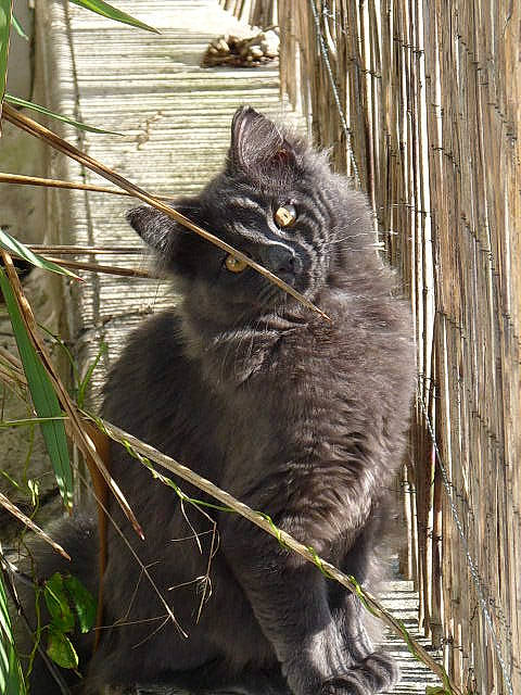 Elfy participe au concours pour gagner de l'argent avec cette photo : beak, black_cat, branch, carnivore, cat, claw, domestic_short_haired_cat, fawn, felidae, fur, plant, small_to_medium_sized_cats, snout, tail, terrestrial_animal, tree, trunk, twig, whiskers, wood