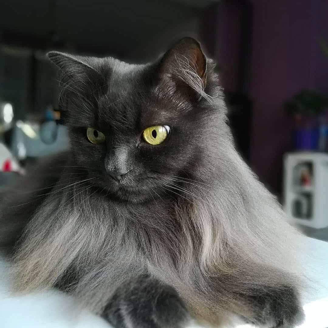 Elfy a rejoint le concours — aidez-le/la à gagner de superbes lots ! black_cat, bombay, carnivore, cat, chartreux, claw, domestic_short_haired_cat, eye, felidae, fur, grey, head, korat, monochrome_photography, small_to_medium_sized_cats, snout, terrestrial_animal, whiskers, window