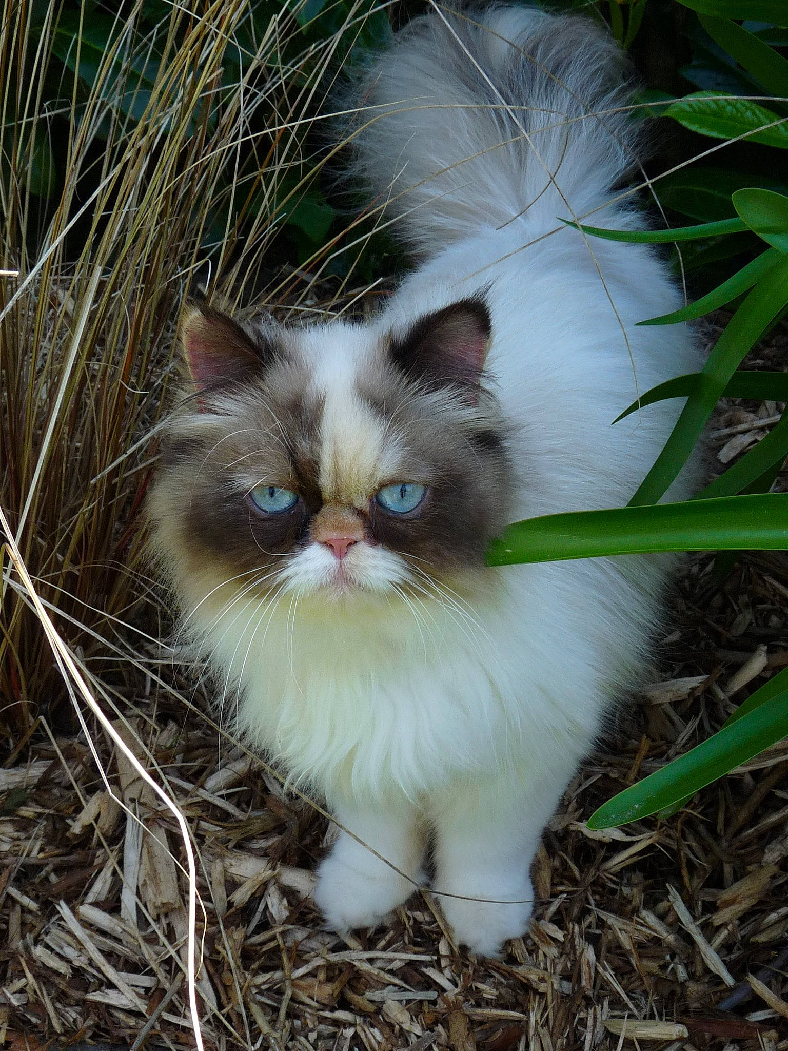 Izia participe au concours pour gagner de l'argent avec cette photo : balinese, carnivore, cat, eye, fawn, felidae, flowering_plant, fur, grass, head, herbaceous_plant, iris, plant, ragdoll, small_to_medium_sized_cats, snout, tail, terrestrial_animal, whiskers, wildlife