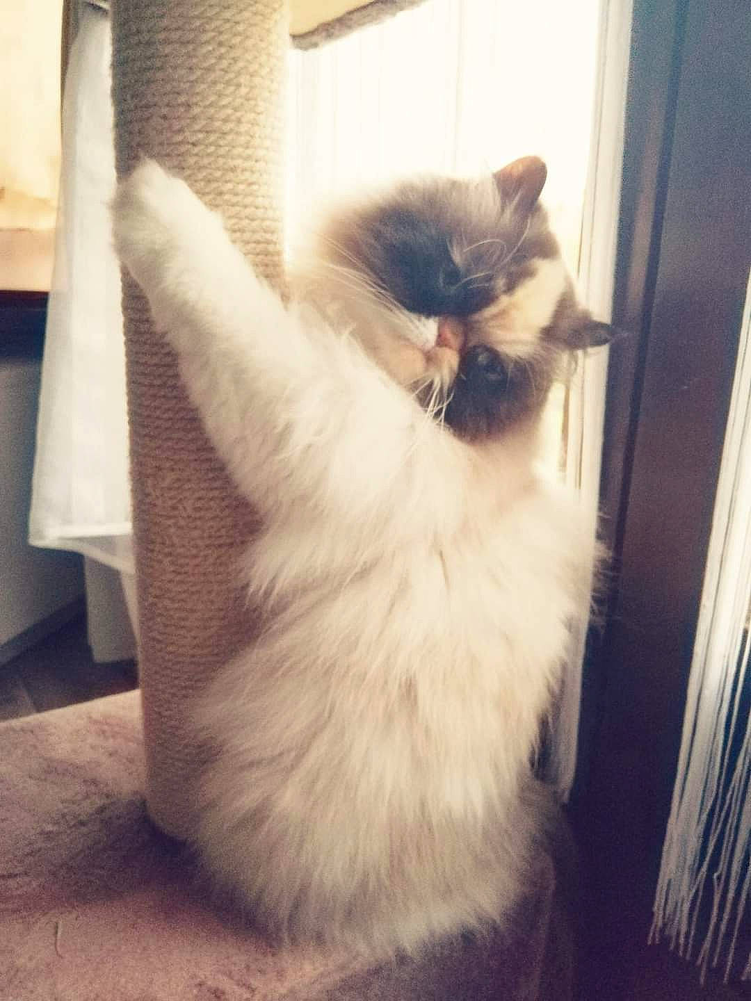 Izia participe au concours pour gagner de l'argent avec cette photo : birman, box, carnivore, cat, companion_dog, door, eye, fawn, felidae, flooring, fur, hardwood, paw, ragdoll, siamese, small_to_medium_sized_cats, snout, tail, whiskers, wood