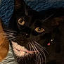 Princess Fefe joined the competition — help win amazing prizes! cat, black_cat, white_whiskers, yellow_eyes, close_up, pet, animal, quilt, textured, indoor, cozy, whiskers, lying_down, feline, portrait, cute, domestic_cat, soft_lighting, resting, closeup