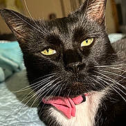 Princess Fefe joined the competition — help win amazing prizes! cat, black_cat, white_chest, yellow_eyes, close_up, pet, animal, whiskers, pink_bow_tie, indoor, quilted_blanket, feline, portrait, relaxed, cute, domestic_cat, fur, mammal, face, resting