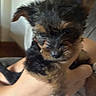 puppy, dog, small_dog, scruffy, black_and_tan, long_hair, floppy_ears, fur, animal, pet, cuddling, held, human_arm, indoor, home, close_up, portrait, motion_blur, cute, companionship
