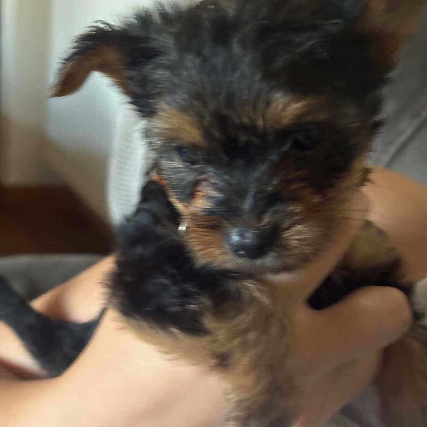 Bella a rejoint le concours — aidez-le/la à gagner de superbes lots ! puppy, dog, small_dog, scruffy, black_and_tan, long_hair, floppy_ears, fur, animal, pet, cuddling, held, human_arm, indoor, home, close_up, portrait, motion_blur, cute, companionship