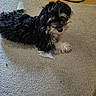 Fancyray is registered to the contest to win money with this photo: dog, puppy, black_and_tan, curly_fur, fluffy, small_dog, lying_down, carpet, indoor, home, hardwood_floor, green_cord, plastic_wrapper, pet, animal, resting, long_hair, brown_markings, casual_photo, floor