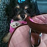Fancyray joined the competition — help win amazing prizes! puppy, dog, small_dog, fluffy, black_and_tan, pet, animal, face, eyes, nose, cute, cozy, pink, blanket, carrier, hand, indoors, portrait, close_up, sleepy