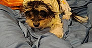 Fancyray joined the competition — help win amazing prizes! dog, puppy, pet, small_dog, shaggy_fur, brown_fur, black_fur, white_fur, sleeping, resting, blanket, bed, couch, pillow, indoor, cozy, cute, portrait, home, relaxed