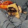 dog, puppy, pet, small_dog, shaggy_fur, brown_fur, black_fur, white_fur, sleeping, resting, blanket, bed, couch, pillow, indoor, cozy, cute, portrait, home, relaxed