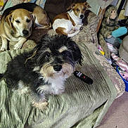 Fancyray is registered to the contest to win money with this photo: dogs, monkey, pets, animal_group, couch, indoors, living_room, fluffy_dog, small_dog, large_dog, brown_dog, black_and_white_dog, mixed_breed, sitting, lying_down, pet_portrait, blanket, remote_control, home, candid_photo