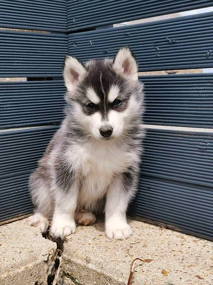 Skai participe au concours pour gagner de l'argent avec cette photo : ancient_dog_breeds, canidae, canis, carnivore, companion_dog, corgi_chihuahua, dog, dog_breed, fawn, fur, mammal, non_sporting_group, sitting, sled_dog, sporting_group, terrestrial_animal, whiskers, wildlife, wolf, working_dog