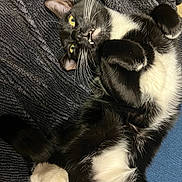 Klaus is registered to the contest to win money with this photo: cat, tuxedo_cat, black_and_white, pet, feline, whiskers, paws, fur, lying_down, playful, blanket, indoor, cute, animal, relaxed, close_up, texture, yellow_eyes, teeth, resting