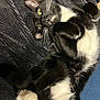 cat, tuxedo_cat, black_and_white, pet, feline, whiskers, paws, fur, lying_down, playful, blanket, indoor, cute, animal, relaxed, close_up, texture, yellow_eyes, teeth, resting