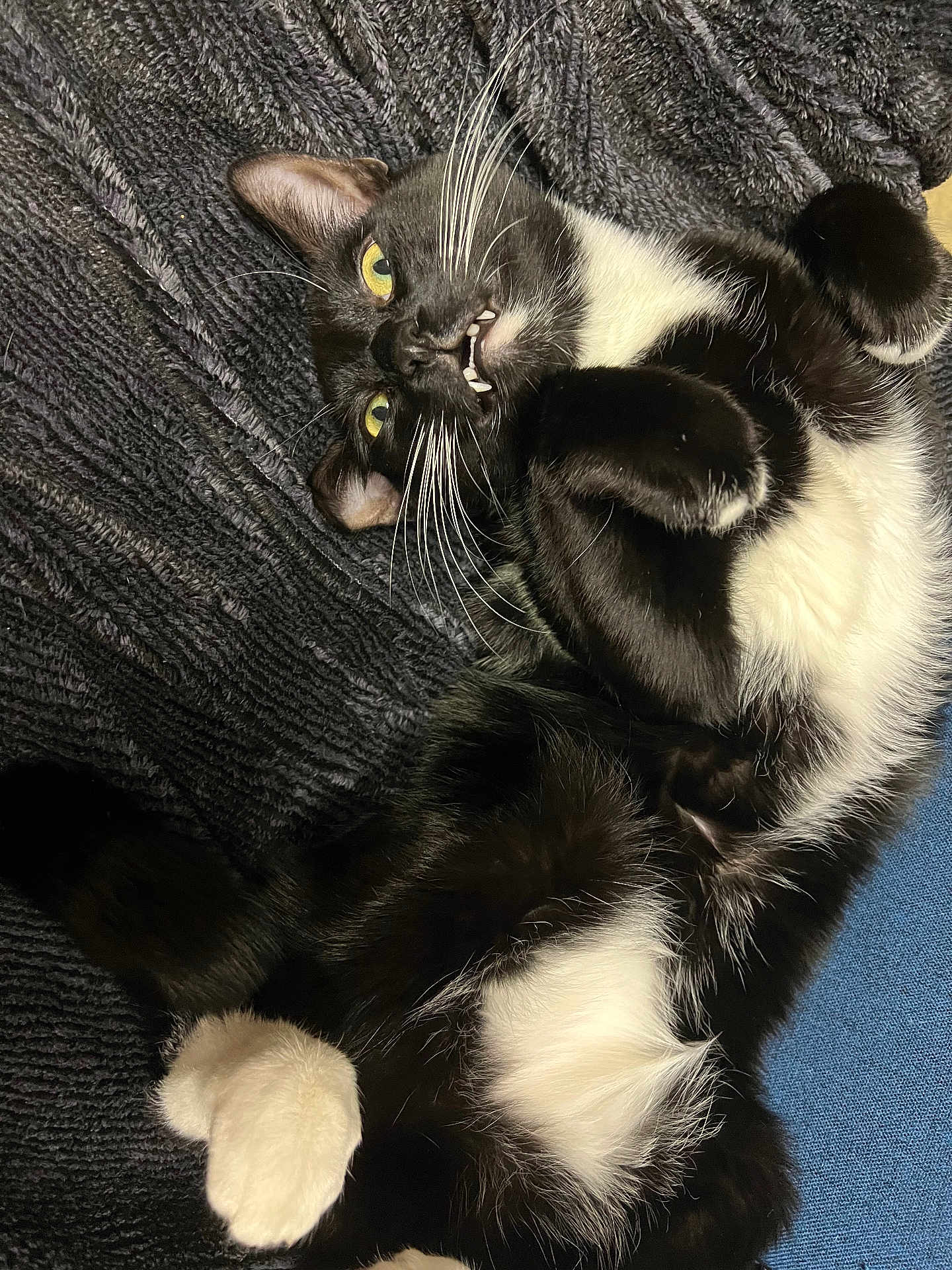 Klaus is registered to the contest to win money with this photo: cat, tuxedo_cat, black_and_white, pet, feline, whiskers, paws, fur, lying_down, playful, blanket, indoor, cute, animal, relaxed, close_up, texture, yellow_eyes, teeth, resting